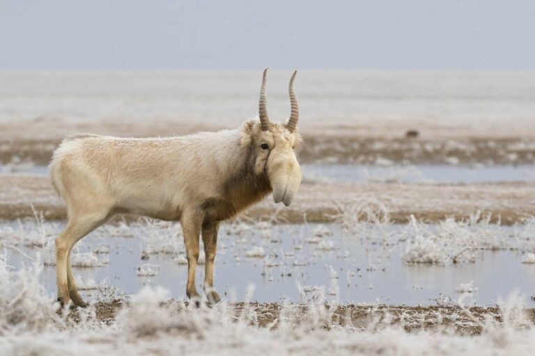 Saiga Antelope