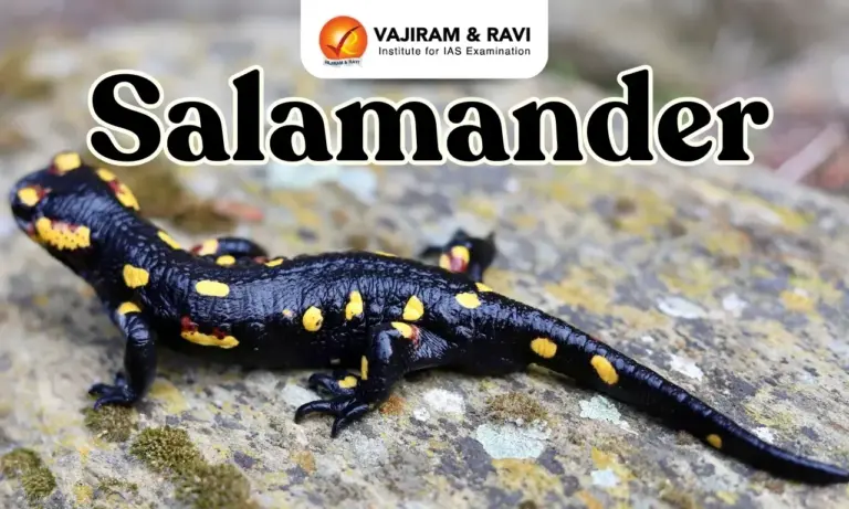 Salamander