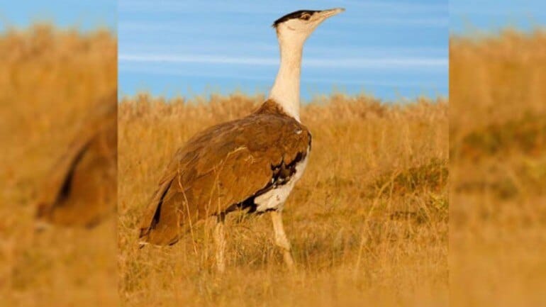SC moots idea of 'Project Great Indian Bustard' to save endangered birds