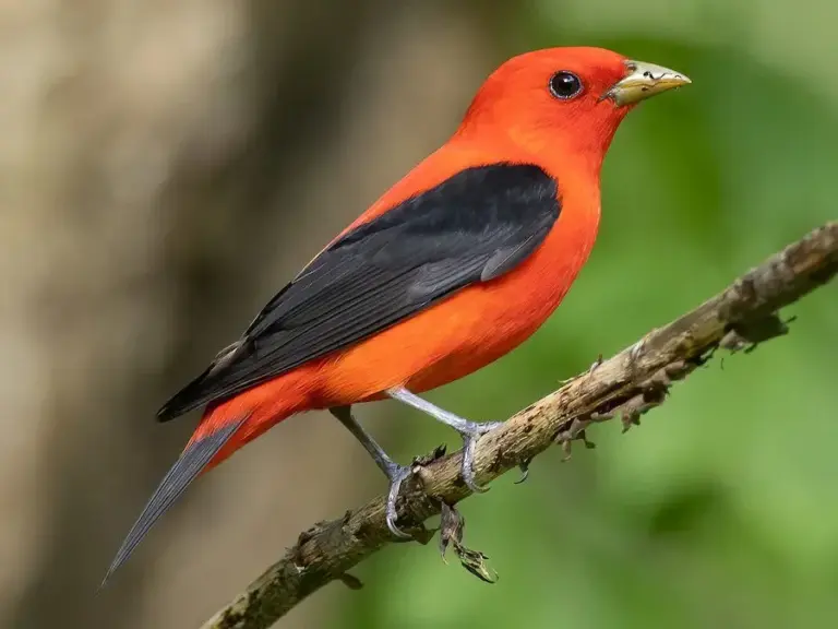 What is Scarlet Tanager?