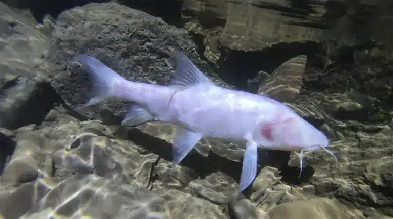 What is Schistura sonarengaensis?