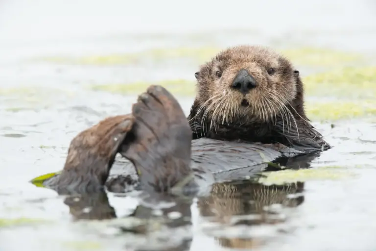 Sea Otters