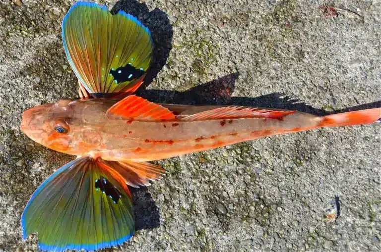 What are Sea Robins?