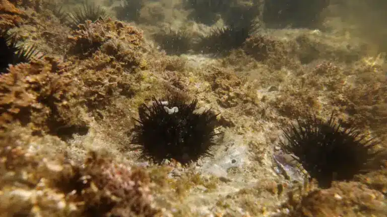 What are Sea Urchins?
