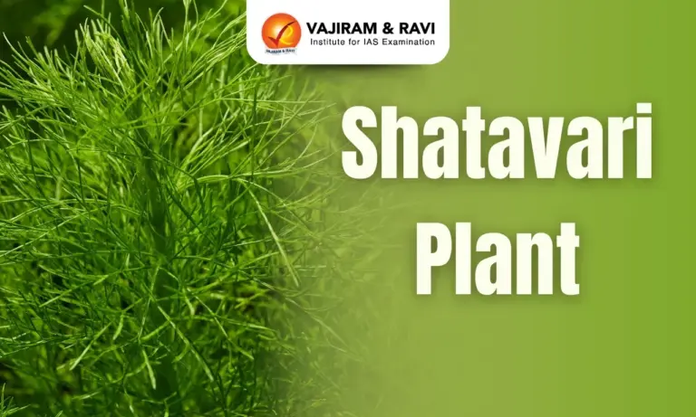Shatavari Plant