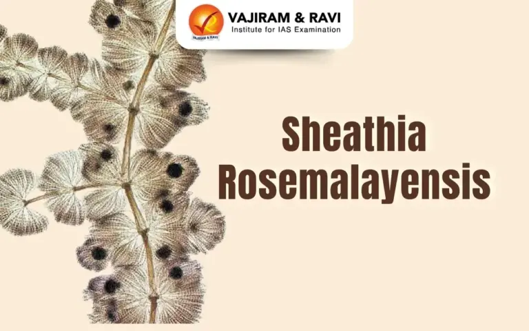 Sheathia Rosemalayensis