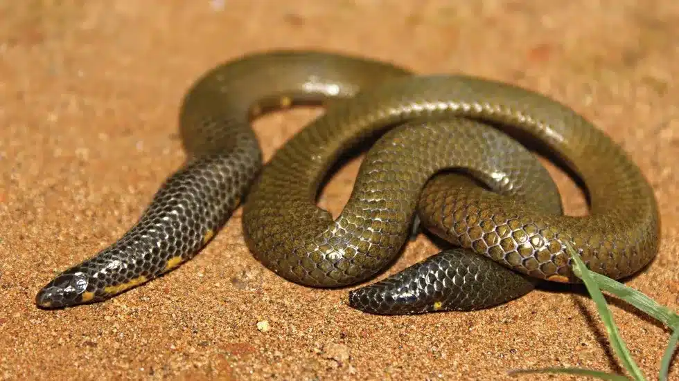 Shield-tail snake