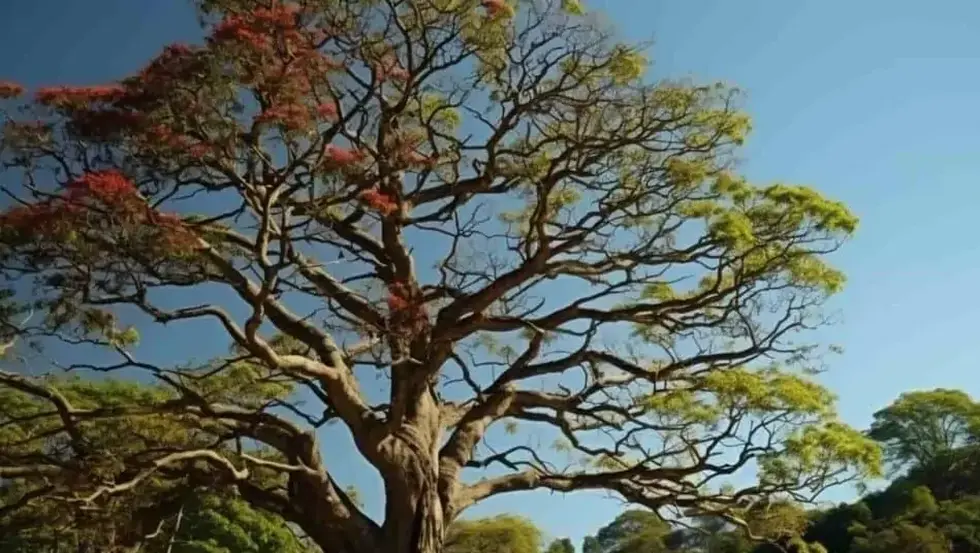 Silk cotton tree
