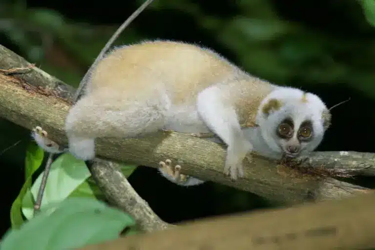 What is Slow Loris?