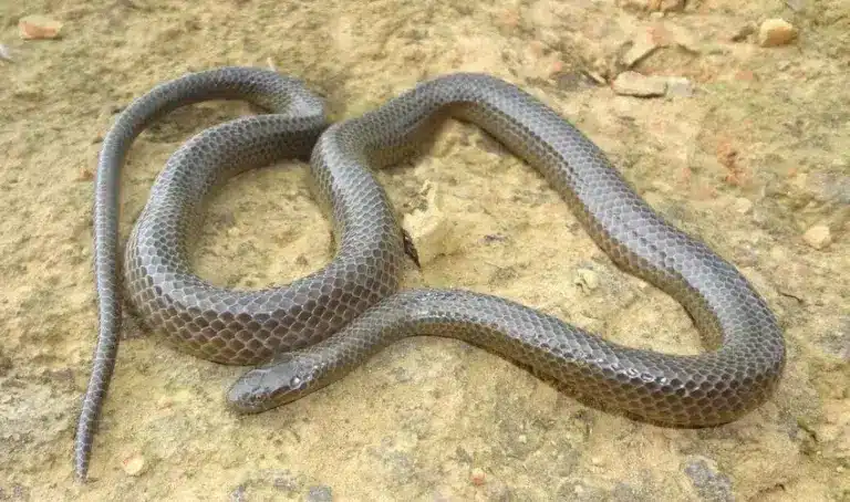 What is Smithophis mizoramensis?