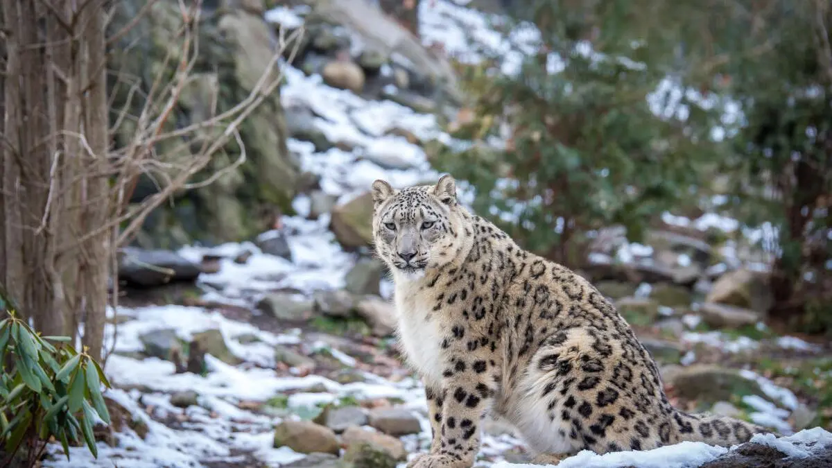 The Report on the Status of Snow Leopards in India