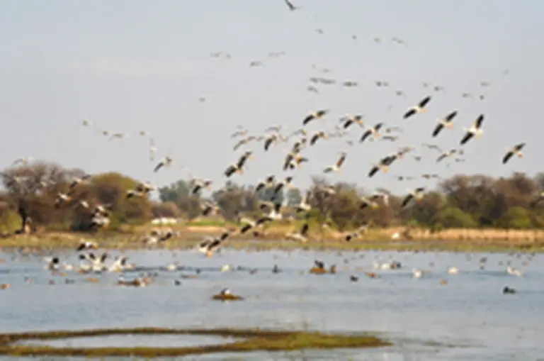 Sultanpur National Park (Haryana)