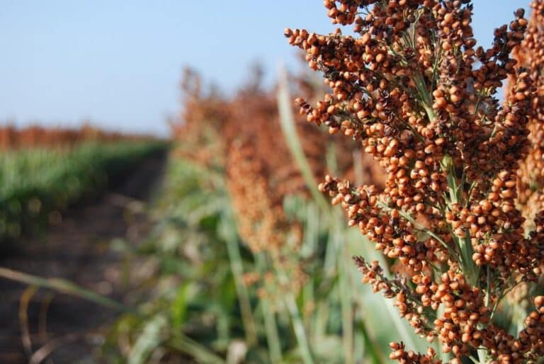 Sweet Sorghum