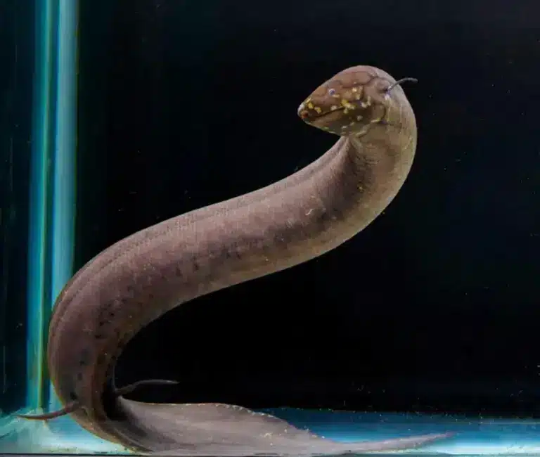 South American lungfish