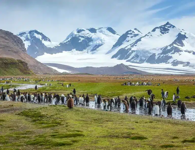 South Georgia Island