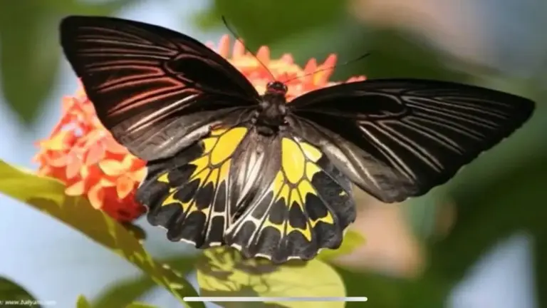 Southern Birdwing butterfly