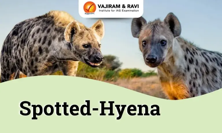 Spotted Hyena
