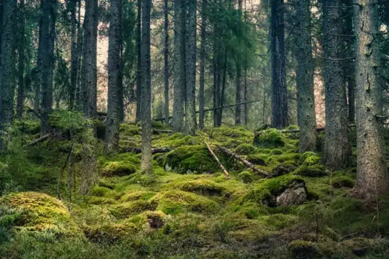 State of the World’s Forests 2024 Report