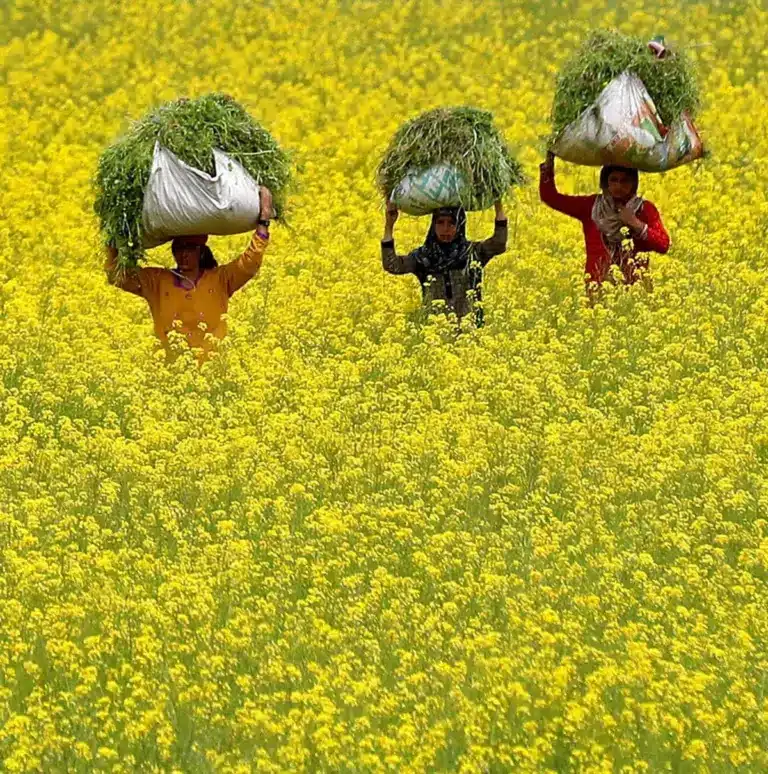 Supreme Court’s Split Verdict on Permission for GM Mustard