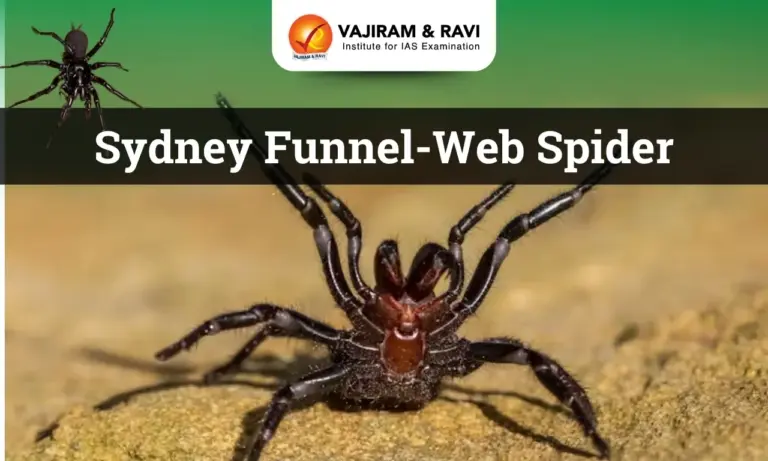 Sydney Funnel-Web Spider