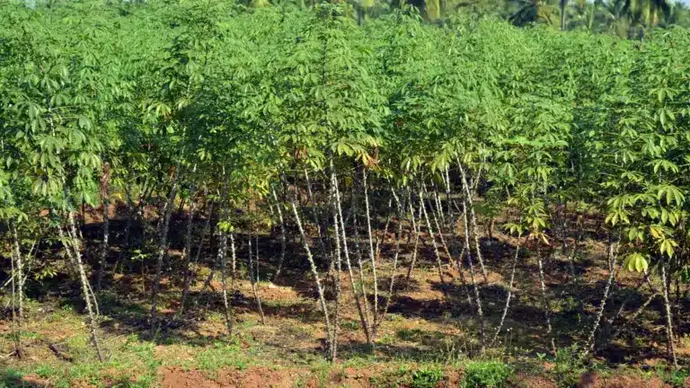 Tapioca plant (cassava)