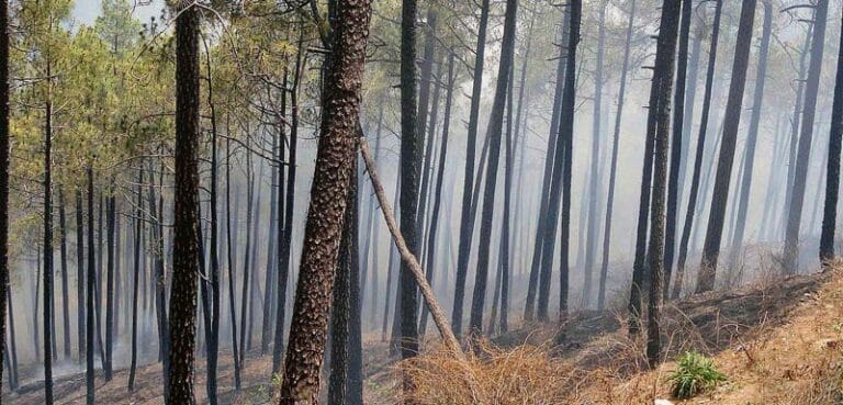 Forest (Conservation) Amendment Bill