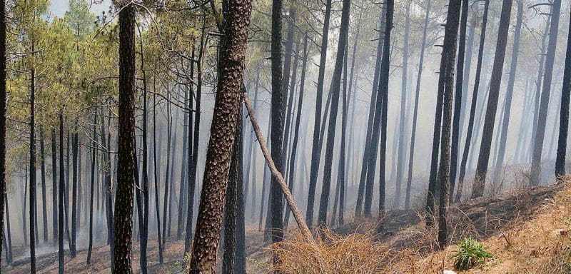 Forest (Conservation) Amendment Bill