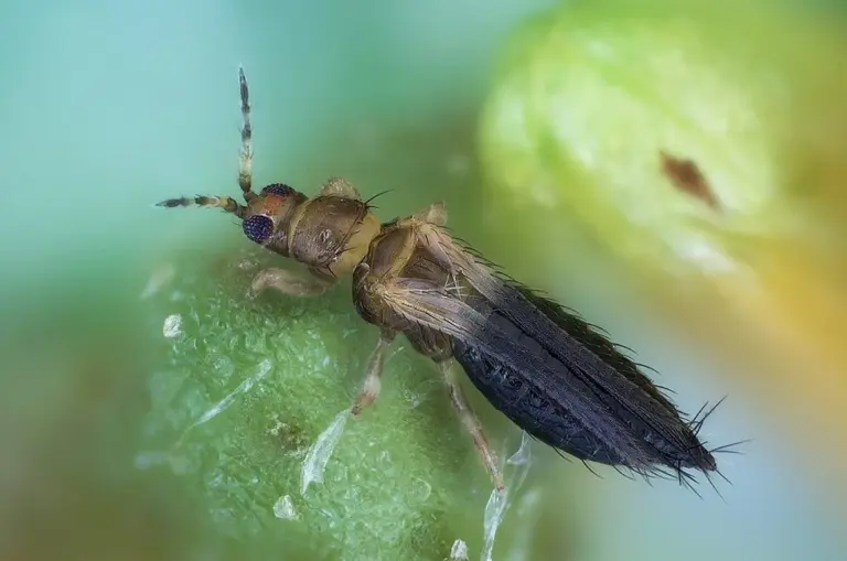 Thrips Parvispinus