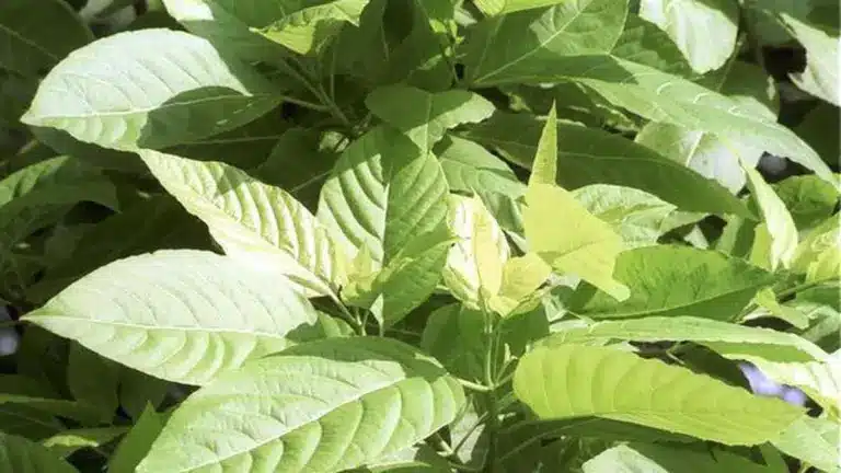 What are Thylakoid membranes?