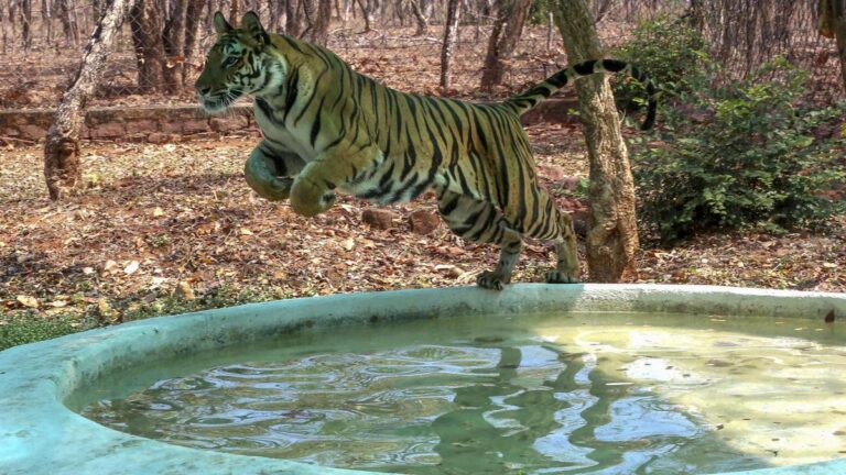 Tiger Census in India