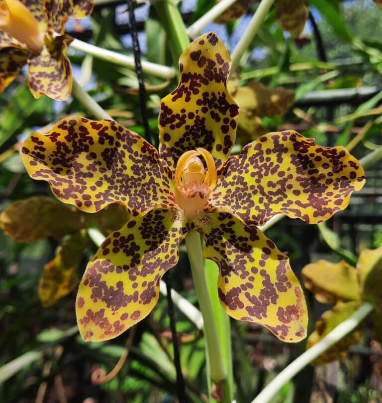 Tiger orchids