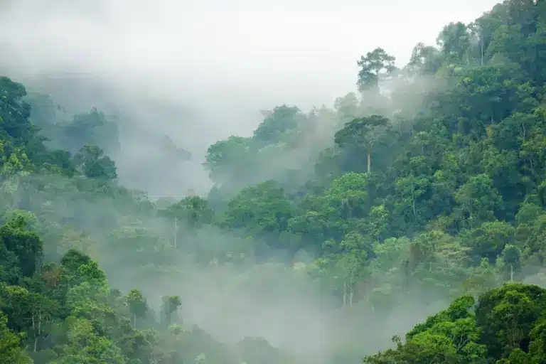 What are Tropical Forests?