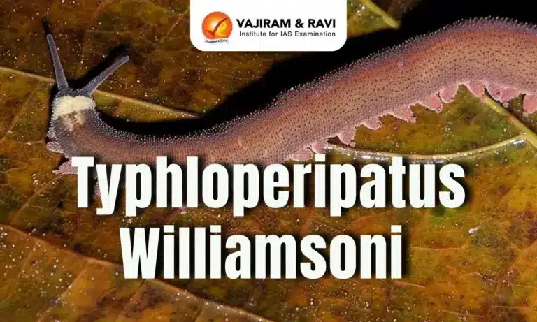 Typhloperipatus williamsoni