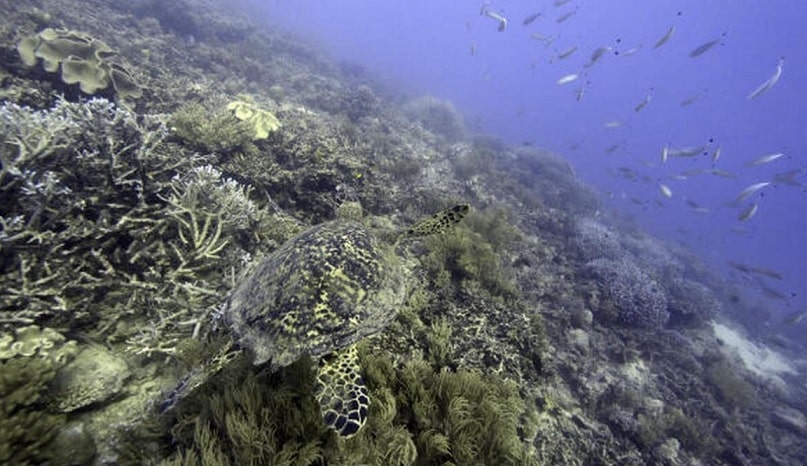 UN Accord To Protect Marine Life on High Seas