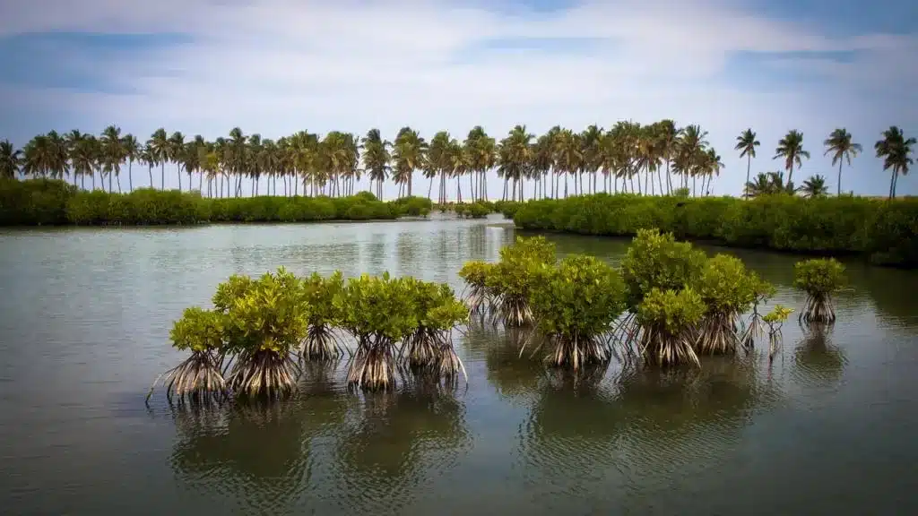 UN World Restoration Flagships