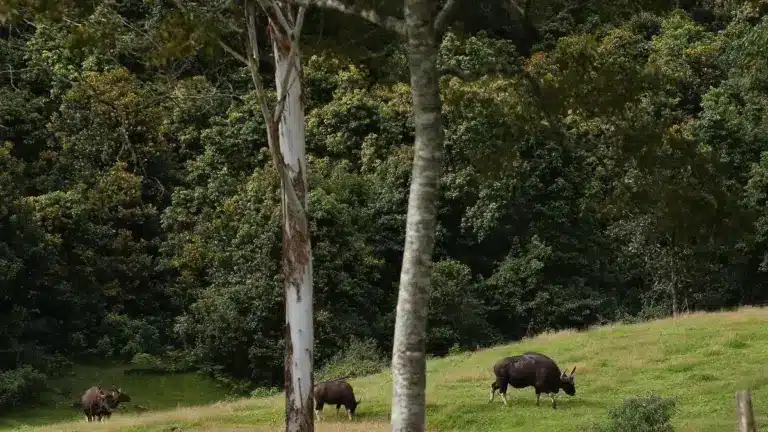 Why are ‘Unclassed’ Forests Missing