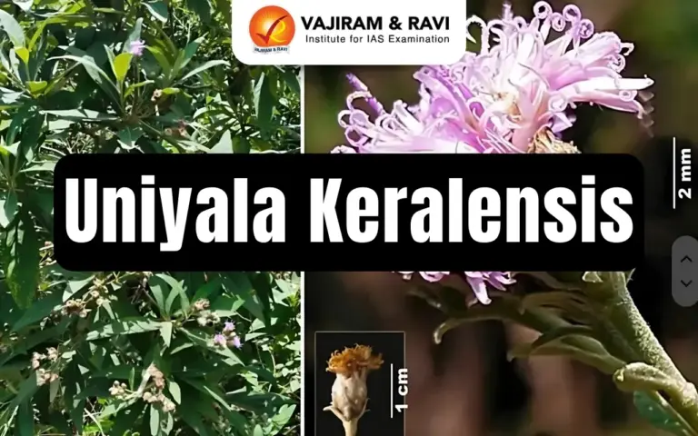 Uniyala Keralensis