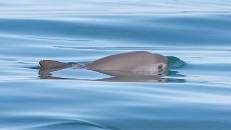 Vaquita Porpoise