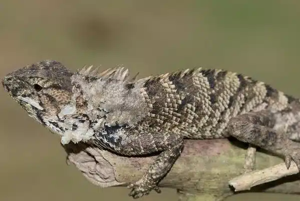 What is Wang’s Garden Lizard?