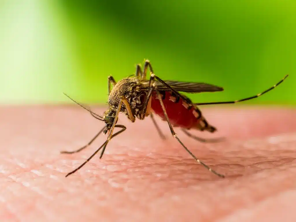 What is West Nile Fever?
