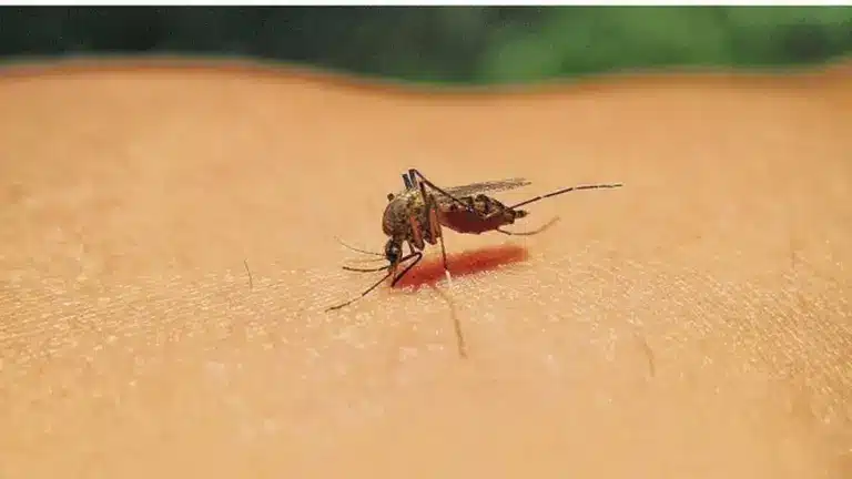 Western Equine Encephalitis Virus