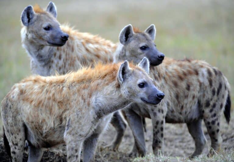 What are Hyenas?