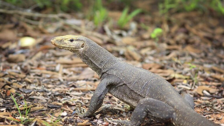 What are Monitor Lizards?