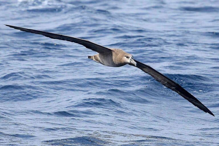 What are Pelagic Birds?
