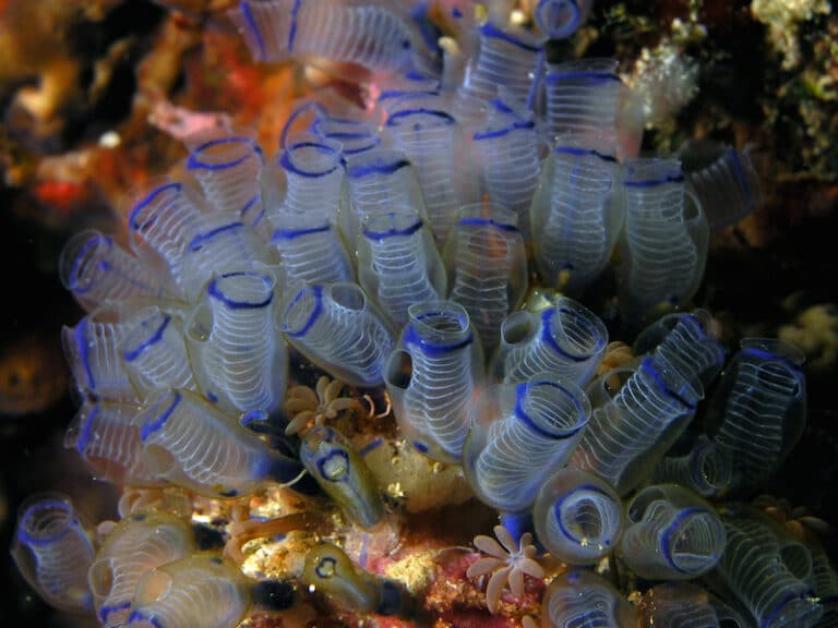 What are Tunicates?