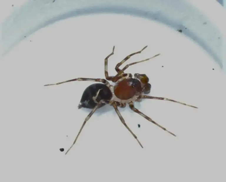 What is Asceua tertia?