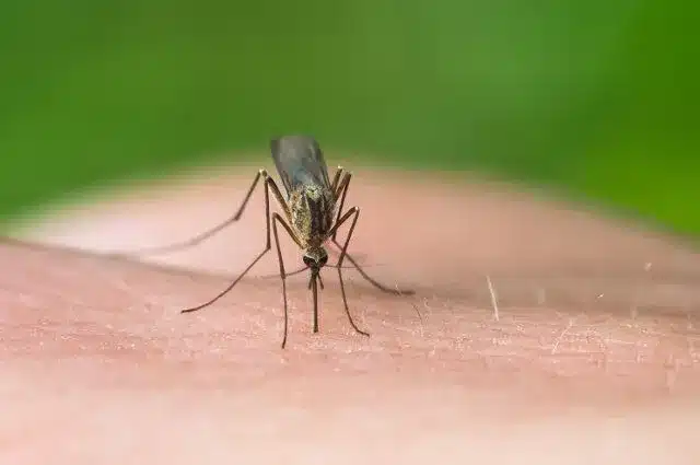 What is Eastern Equine Encephalitis (EEE) Virus?