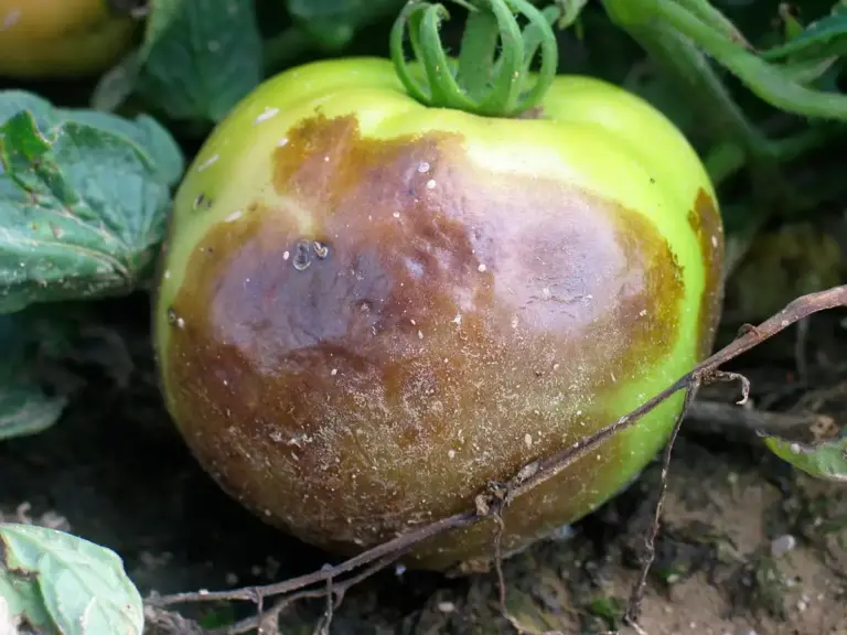 What is Fruit Rot Disease?