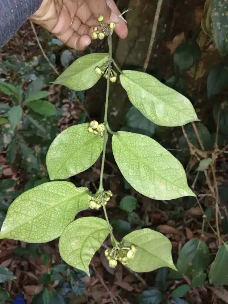 What is Gongronema sasidharanii?