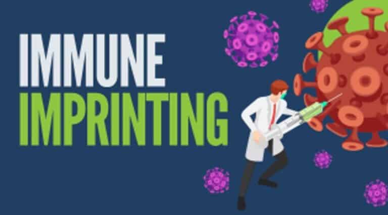 What is immune imprinting and how does it work?